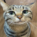 zgianlxca